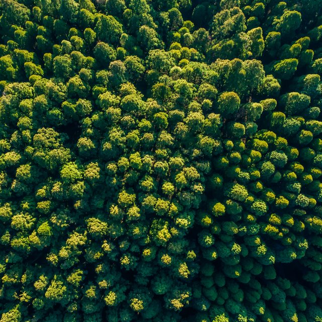 Gr&uuml;ner Wald von oben