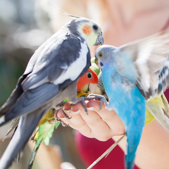 Mehrere Vögel essen aus der Hand einer Frau