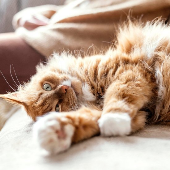 light brown and white cat stretching on a sofa