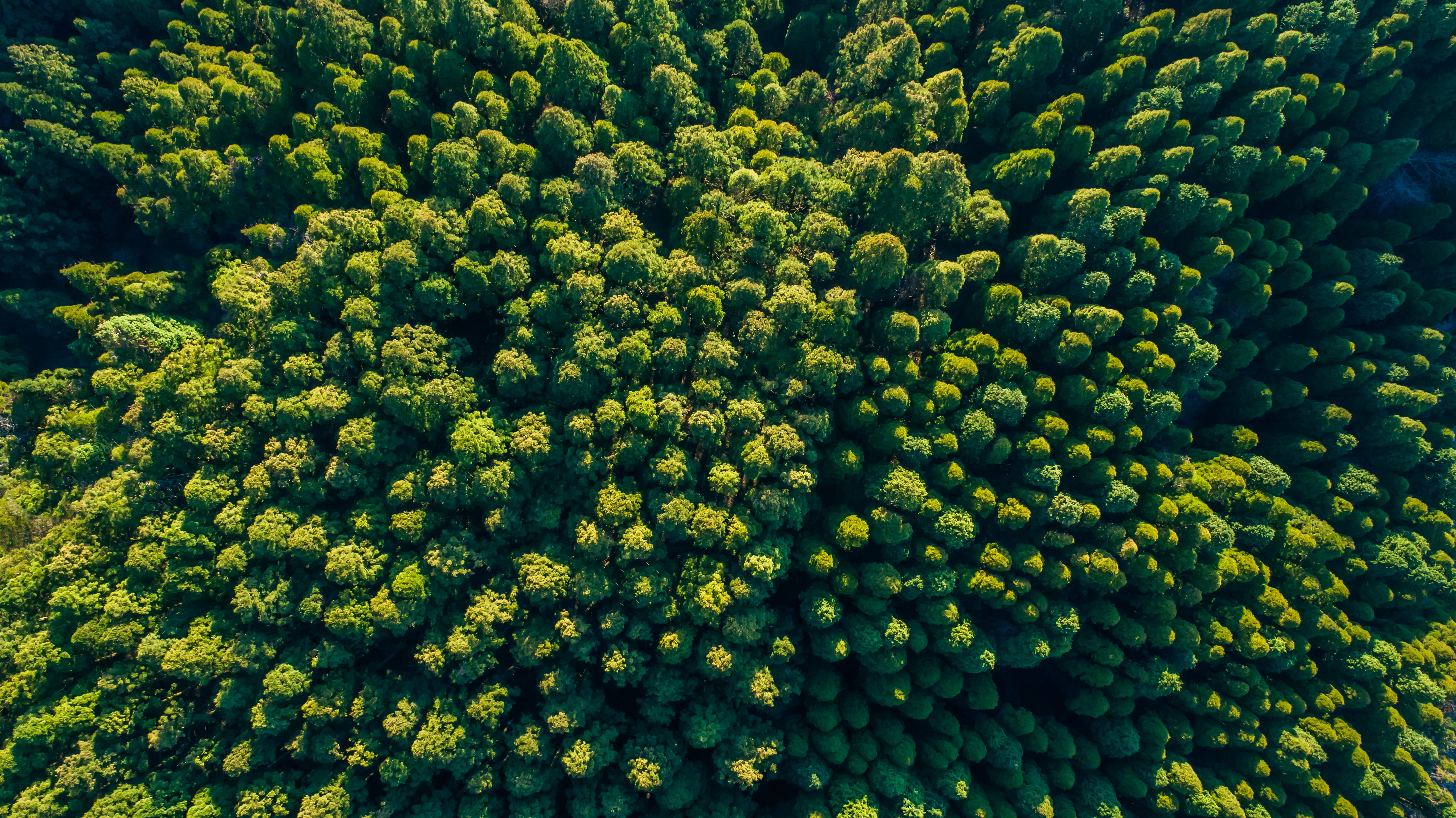 Gr&uuml;ner Wald von oben